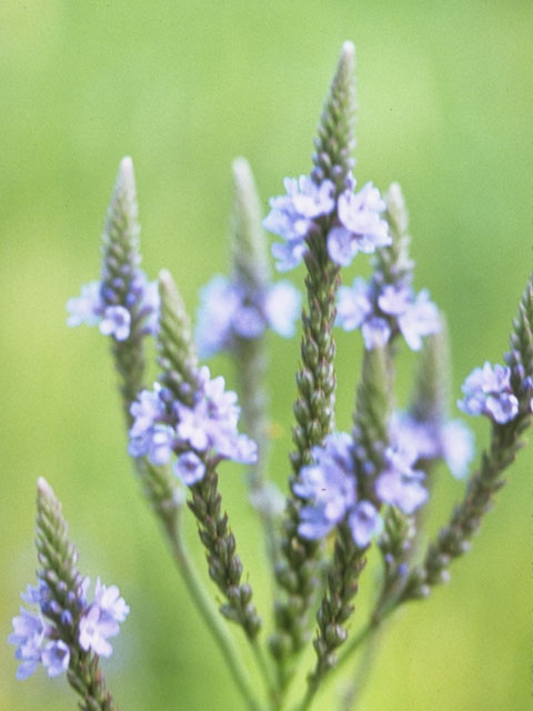 Verbena hastata (Swamp verbena) #7537