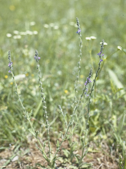 Verbena scabra (Sandpaper vervain) #7557