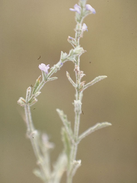 Verbena scabra (Sandpaper vervain) #7558