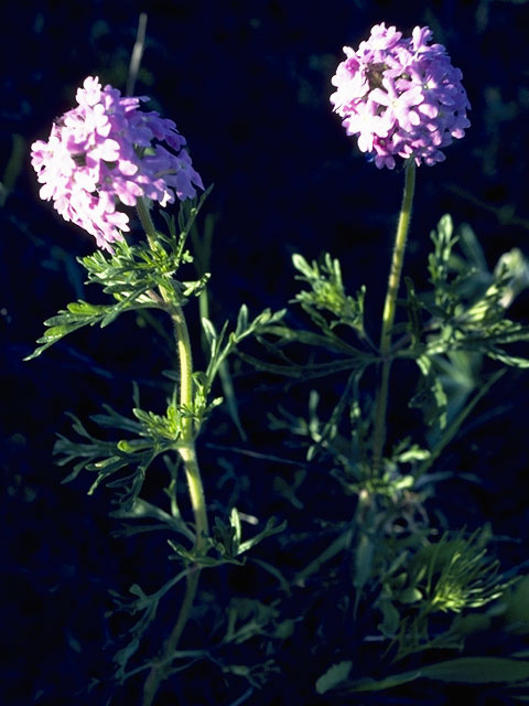 Glandularia bipinnatifida var. ciliata (Davis mountains mock vervain) #7570