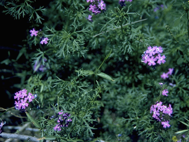 Glandularia bipinnatifida var. ciliata (Davis mountains mock vervain) #7571