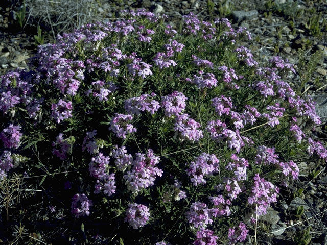 Glandularia bipinnatifida var. ciliata (Davis mountains mock vervain) #7574