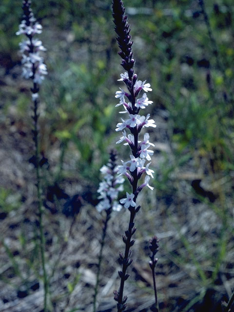 Verbena xutha (Gulf vervain) #7578