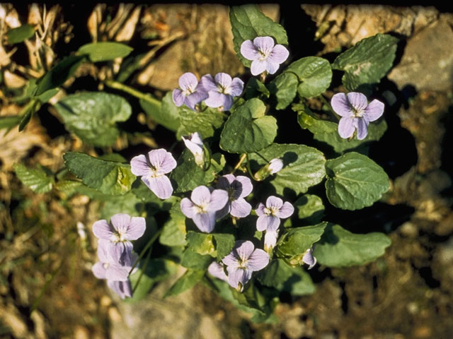 Viola affinis (Sand violet) #7590