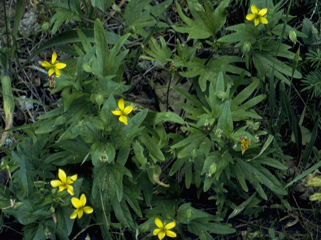 Viola lobata (Pine violet) #7614