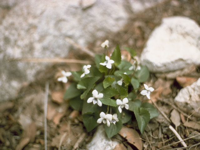 Viola affinis (Sand violet) #7617