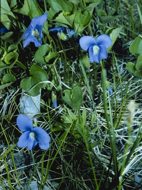 Viola nephrophylla (Northern bog violet) #7620