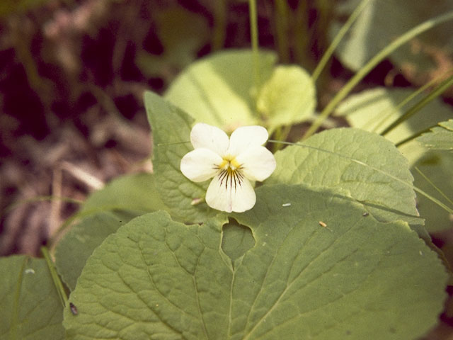 Viola canadensis var. rugulosa (Creepingroot violet) #7658