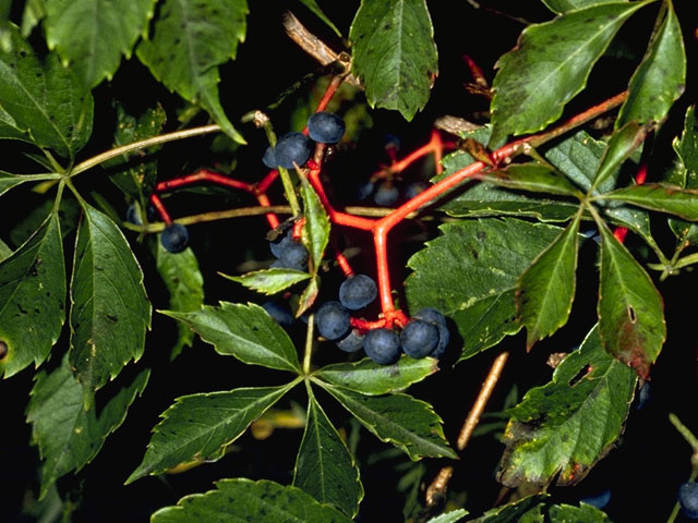 Parthenocissus quinquefolia (Virginia creeper) #7679