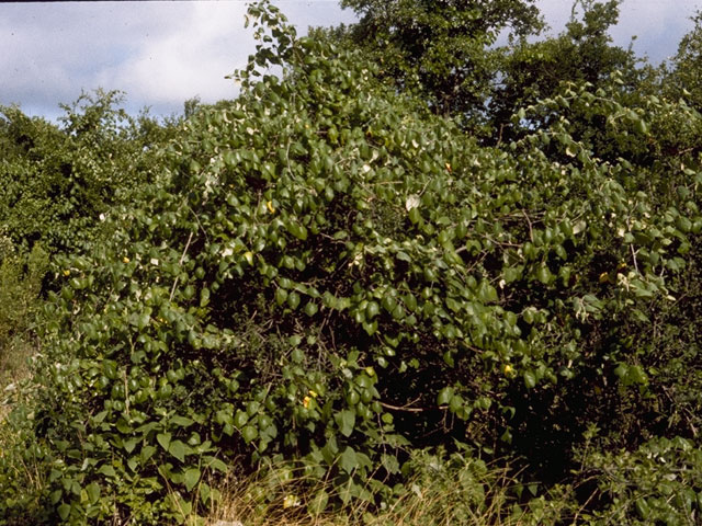 Vitis mustangensis (Mustang grape) #7685