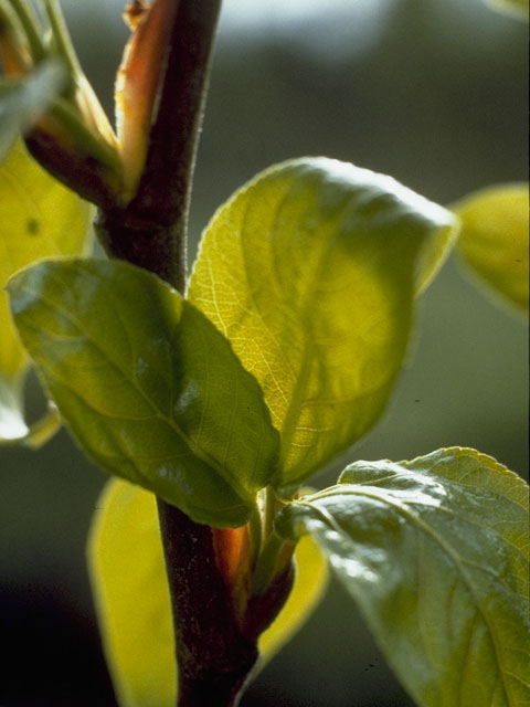 Populus balsamifera ssp. balsamifera (Balsam poplar) #7726