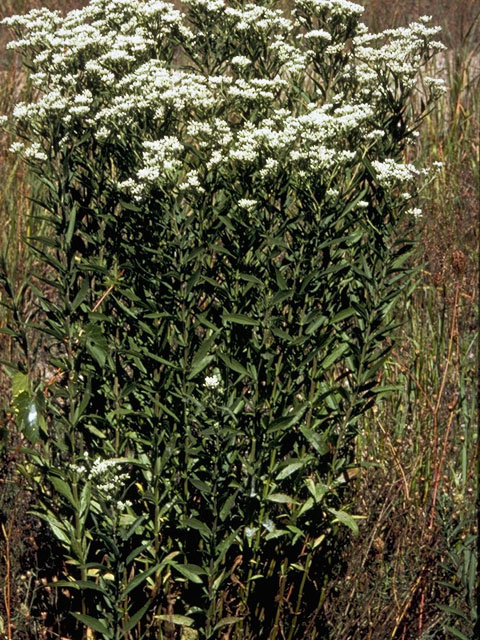 Comandra umbellata (Bastard toadflax) #7747