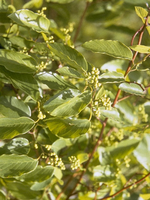 Berchemia scandens (Alabama supplejack) #7766