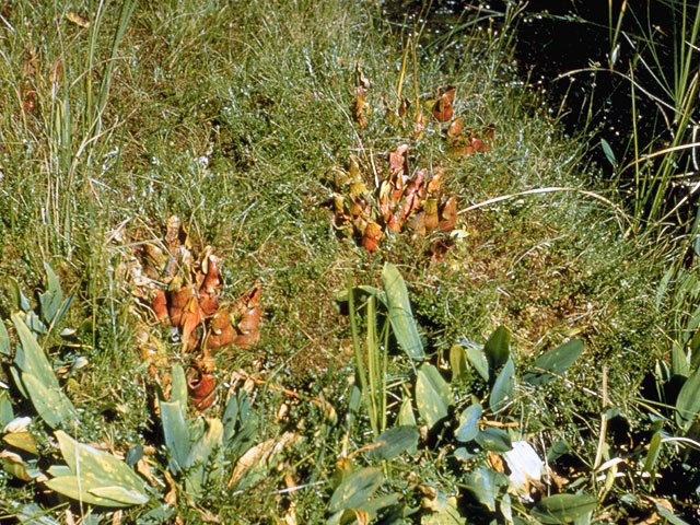 Sarracenia purpurea (Purple pitcherplant) #7799