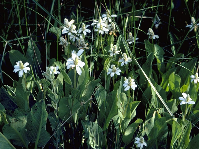 Anemopsis californica (Yerba mansa) #7808