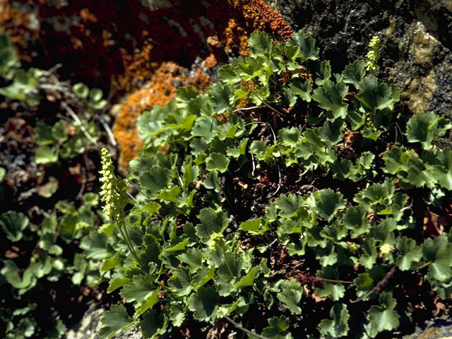 Heuchera bracteata (Bracted alumroot) #7822