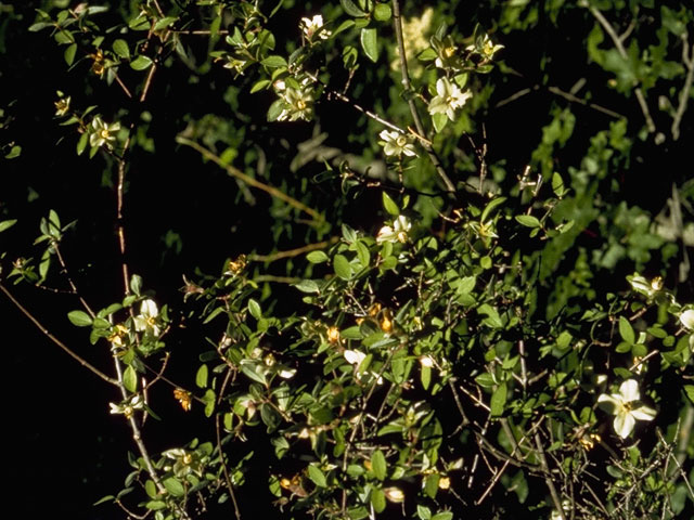 Philadelphus hitchcockianus (Hitchcock's mock orange) #7868