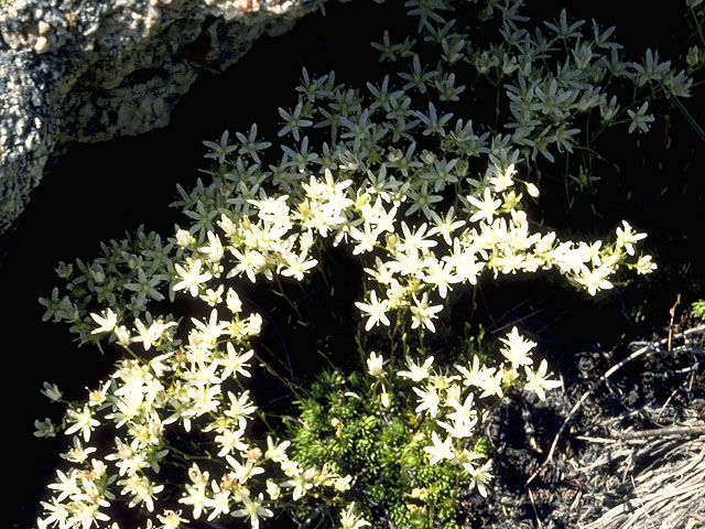 Saxifraga aprica (Sierra saxifrage) #7891