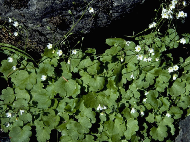 Saxifraga rivularis (Weak saxifrage) #7894