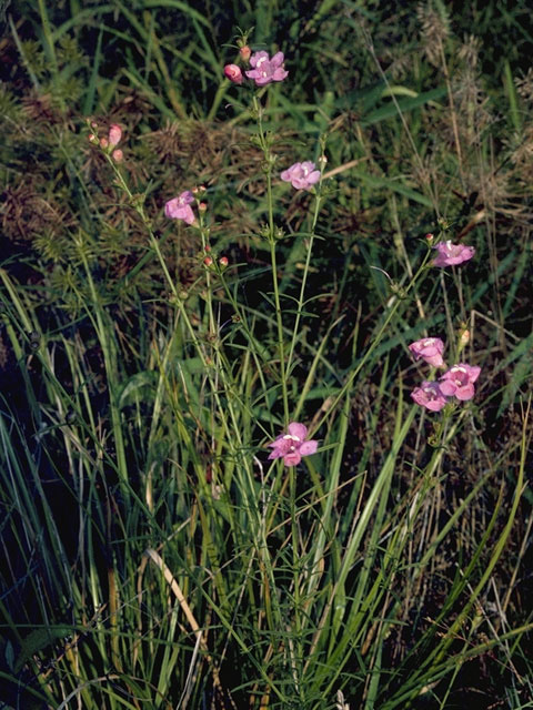 Agalinis setacea (Threadleaf false foxglove) #7955