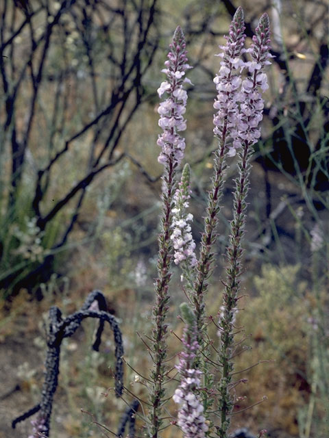 Sairocarpus coulterianus (Coulter's snapdragon) #7960