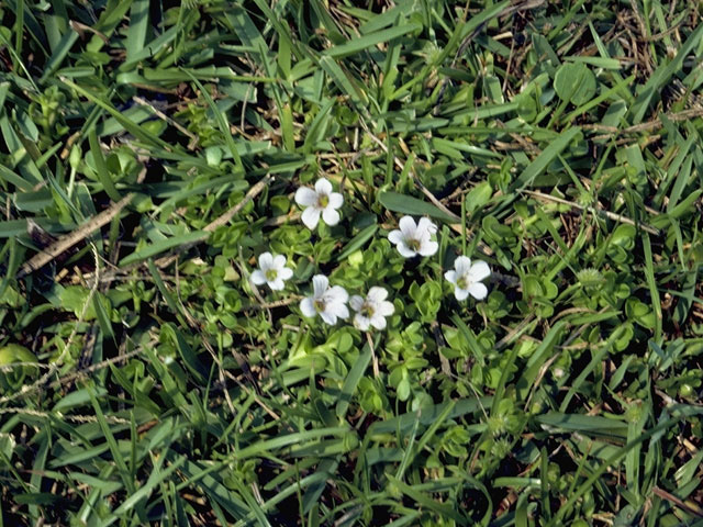 Bacopa monnieri (Herb-of-grace) #7970