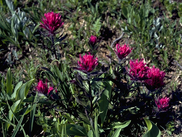 Castilleja parviflora var. olympica (Olympic indian paintbrush) #7983