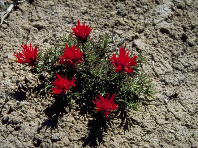 Castilleja scabrida var. barnebyana (Barneby's indian paintbrush) #7986