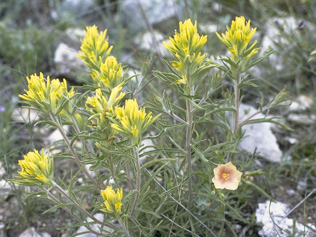 Castilleja purpurea var. citrina (Lemon paintbrush) #7992