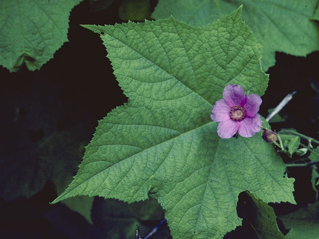 Rubus odoratus (Purple-flowering raspberry) #8004