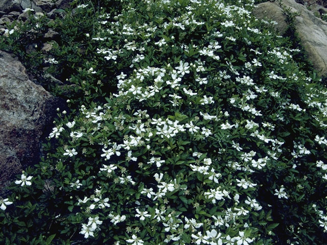 Rubus trivialis (Southern dewberry) #8023