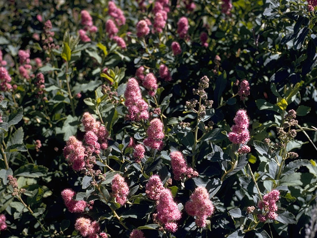 Spiraea splendens (Rose meadowsweet) #8050