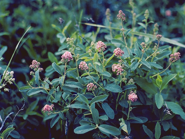 Spiraea splendens (Rose meadowsweet) #8051