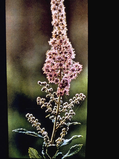 Spiraea tomentosa (Steeplebush) #8055