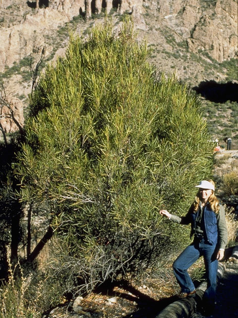 Vauquelinia corymbosa ssp. angustifolia (Chisos rosewood) #8057