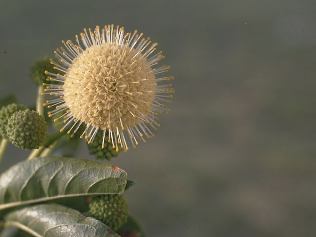 Cephalanthus occidentalis (Common buttonbush) #8064