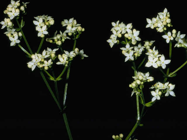 Galium boreale (Northern bedstraw) #8077