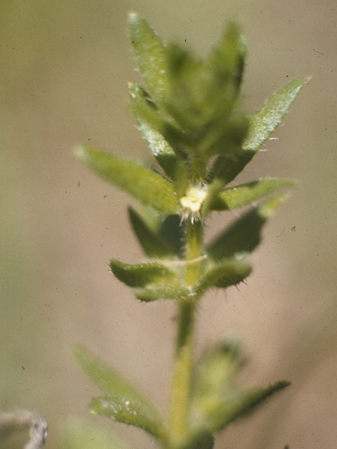 Galium virgatum (Southwestern bedstraw) #8092