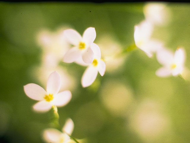 Houstonia caerulea (Azure bluet) #8110