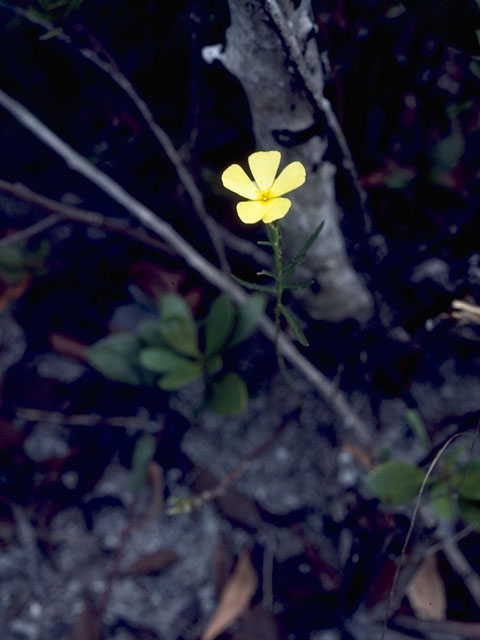 Piriqueta cistoides ssp. caroliniana (Pitted stripeseed) #8140