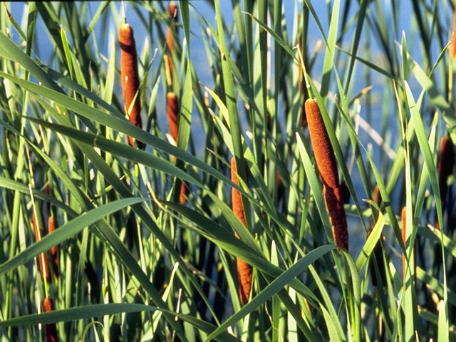 Typha angustifolia (Narrowleaf cattail) #8141