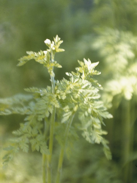 Chaerophyllum tainturieri (Hairyfruit chervil) #8167