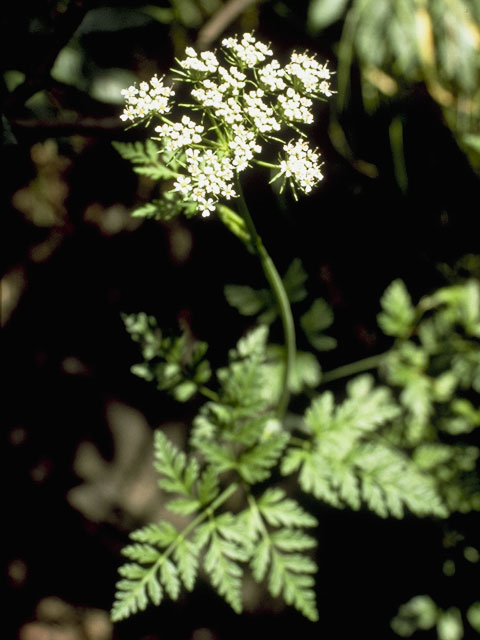 Conioselinum chinense (Chinese hemlockparsley) #8181