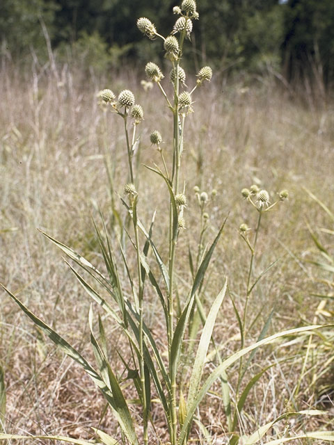 Eryngium yuccifolium (Rattlesnake master) #8202