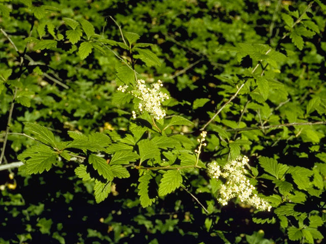 Holodiscus discolor (Ocean spray) #8237