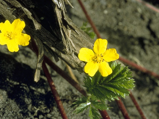 Argentina anserina (Silverweed cinquefoil) #8253