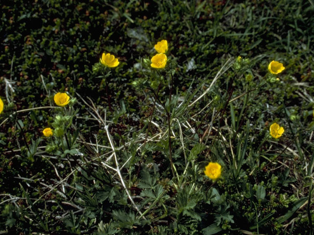 Potentilla diversifolia (Varileaf cinquefoil) #8260