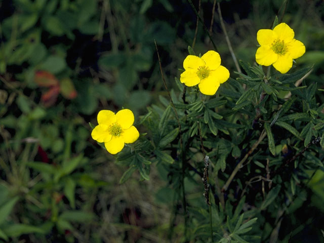 Dasiphora fruticosa ssp. floribunda (Shrubby cinquefoil) #8264