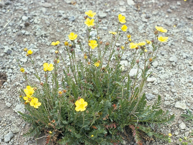 Potentilla plattensis (Platte river cinquefoil) #8284