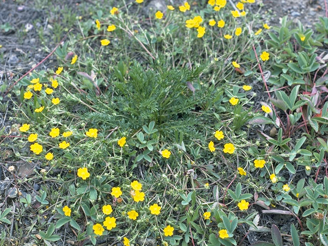 Potentilla nivea var. pentaphylla (Fiveleaf cinquefoil) #8285